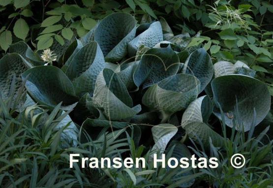 Hosta Abiqua Drinking Gourd